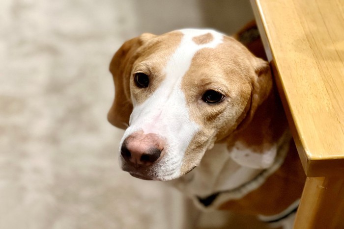 怯えた様子の犬