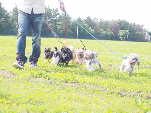 人と犬が散歩している写真