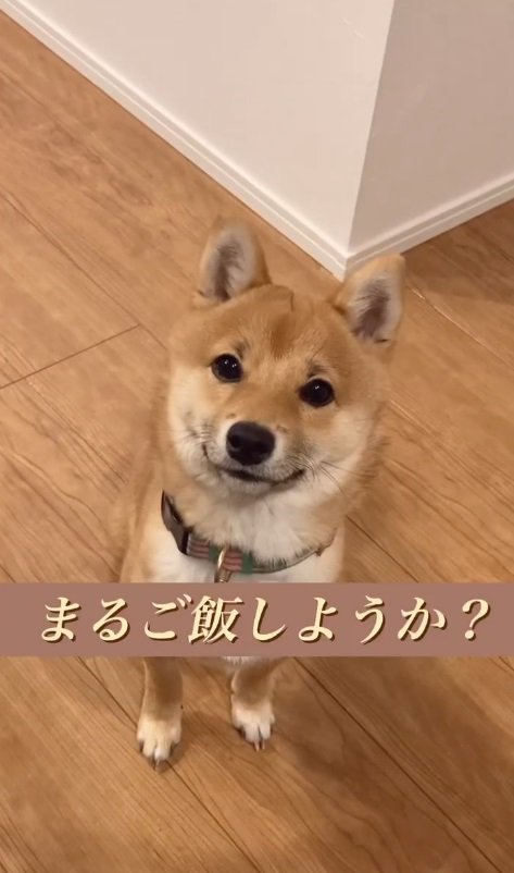 「ご飯にしようか？」と飼い主さん