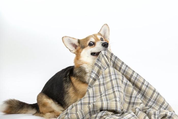 ブランケットをくわえる犬