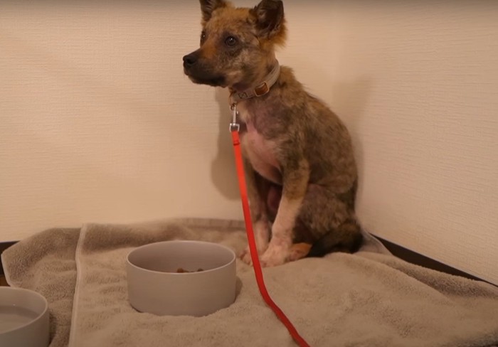 食器と犬