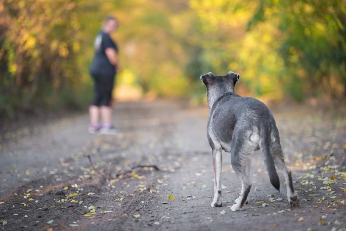 女性から呼び戻されるトレーニング中の犬