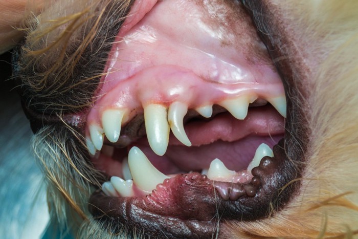 犬の乳歯遺残