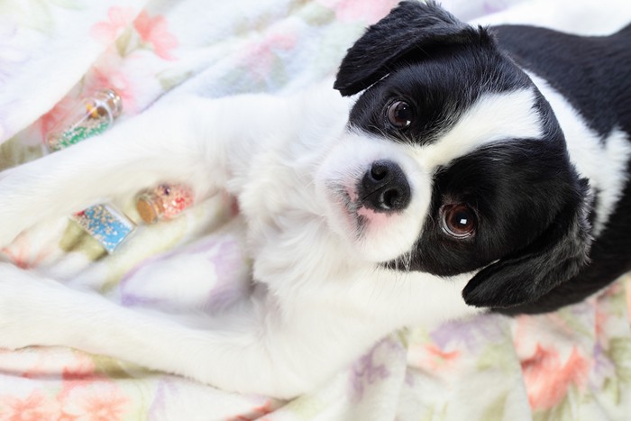 こちらを見る犬