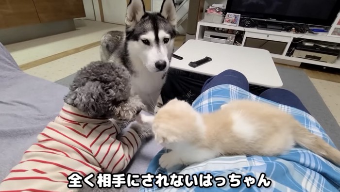 遊ぶ子猫とトイプードルを横から見ているハスキー犬