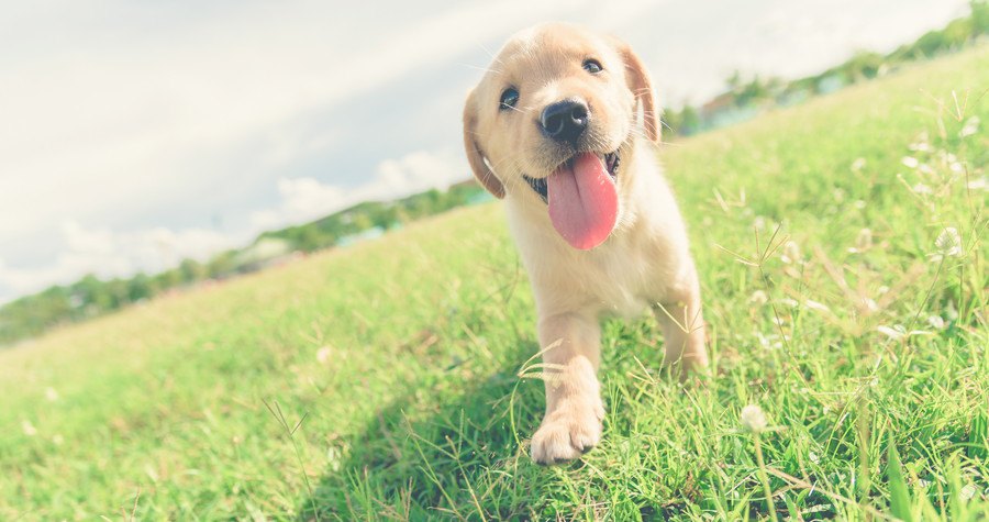 ラブ子犬