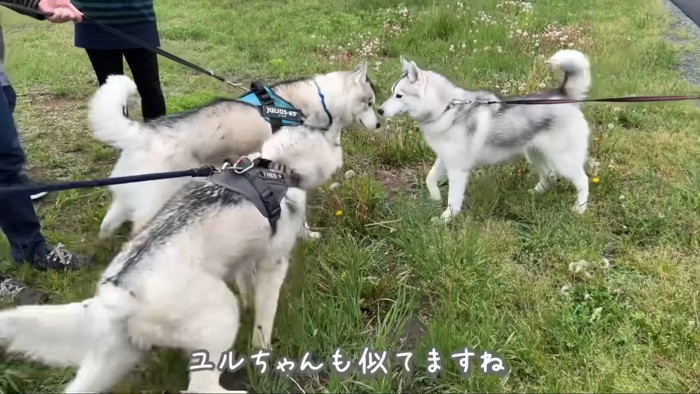 美人なユルちゃんにご挨拶