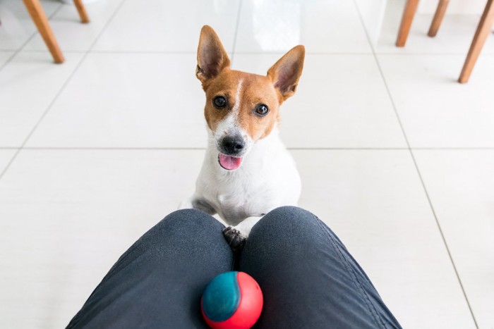 ボールを持ってくる犬