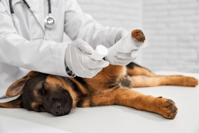 診察台で足に包帯を巻かれる犬