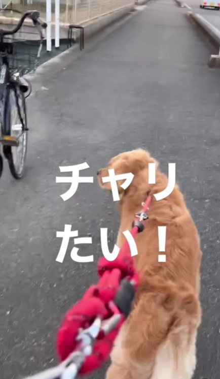 そこにあったのは…自転車！