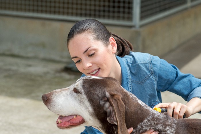 保護犬の世話をする女性