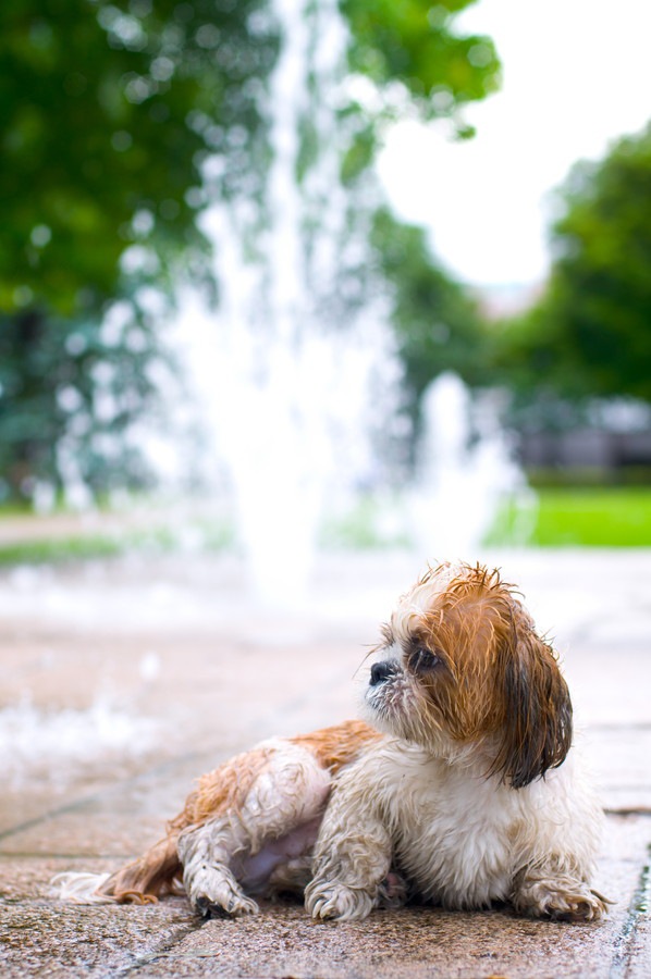 迷子の犬