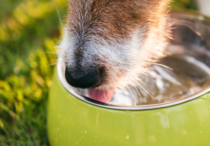 水を飲んでいる犬の口元