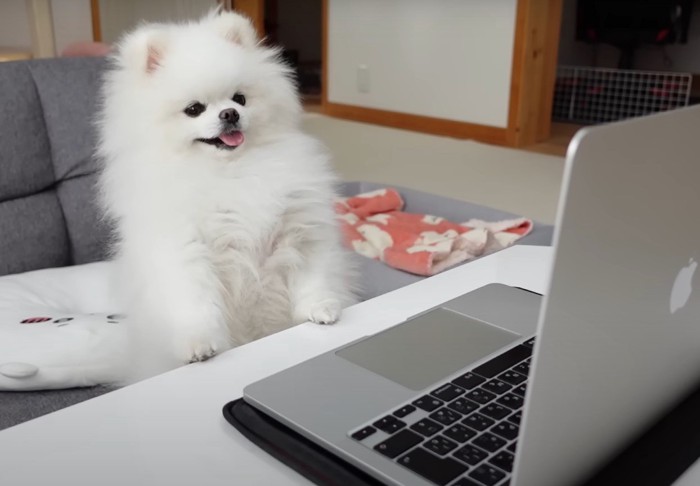 テーブルに手をかけて舌を出す犬のアップ