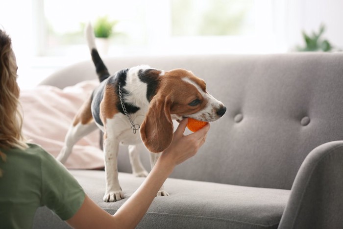 ビーグル犬が咥えたボールを取ろうとする飼い主