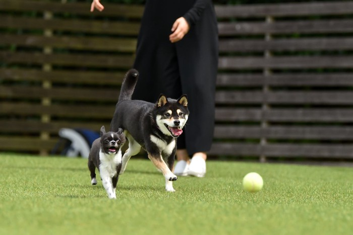 ドッグランで遊ぶ柴犬とチワワ