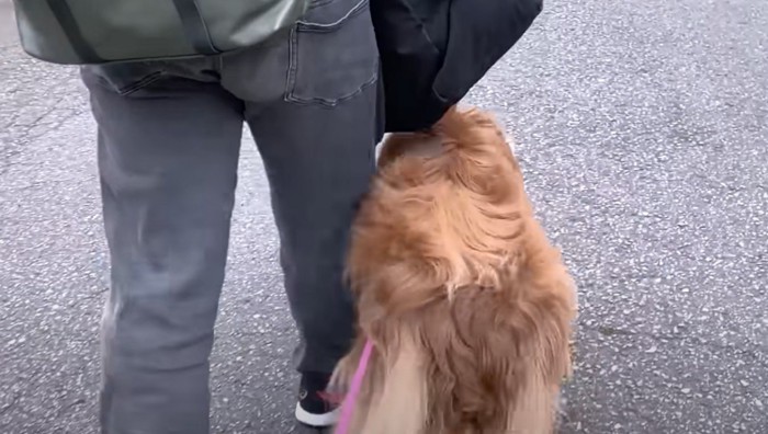 小学生と歩く犬