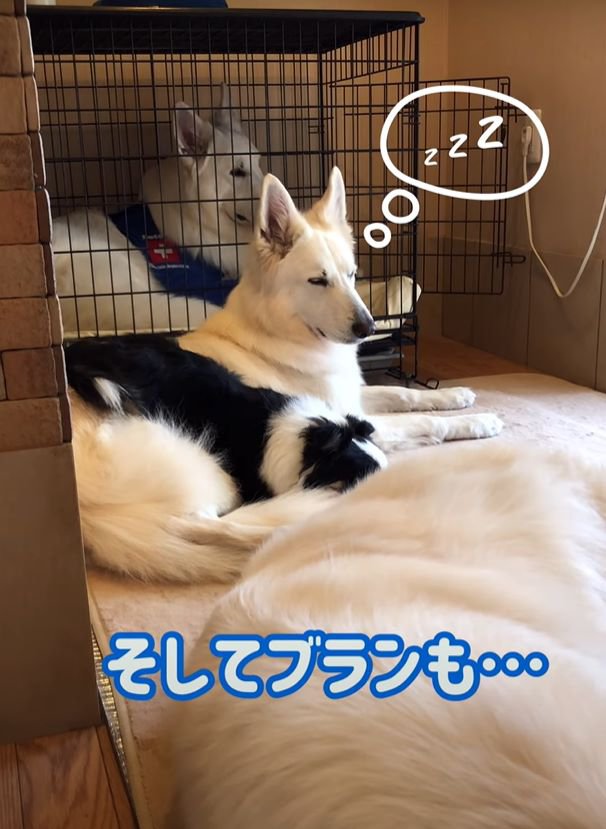 眠くなる大型犬