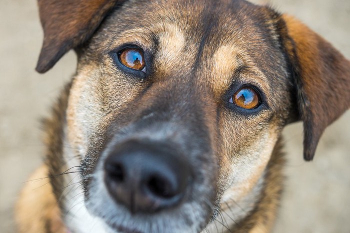 見つめる犬