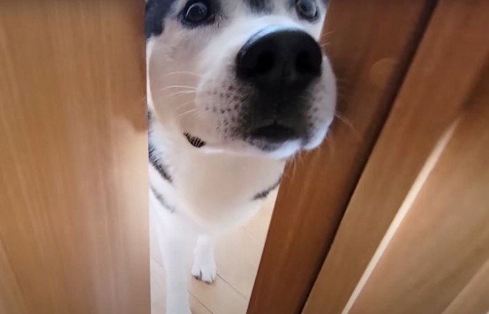ドアから顔を出す犬