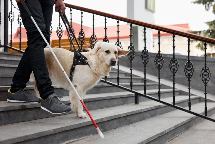 白杖を持つ人と一緒に階段を下りる犬