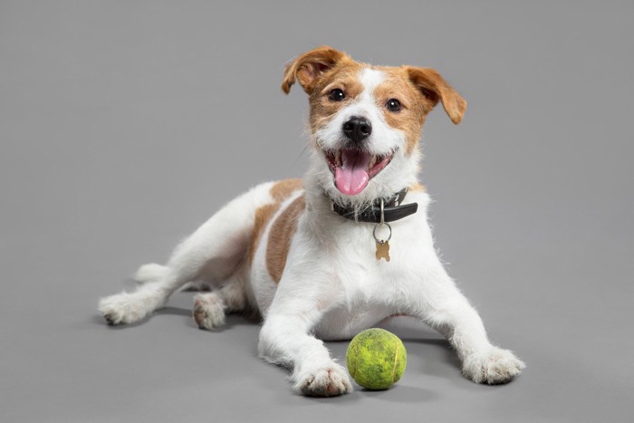 使い古したテニスボールの前で嬉しそうな犬