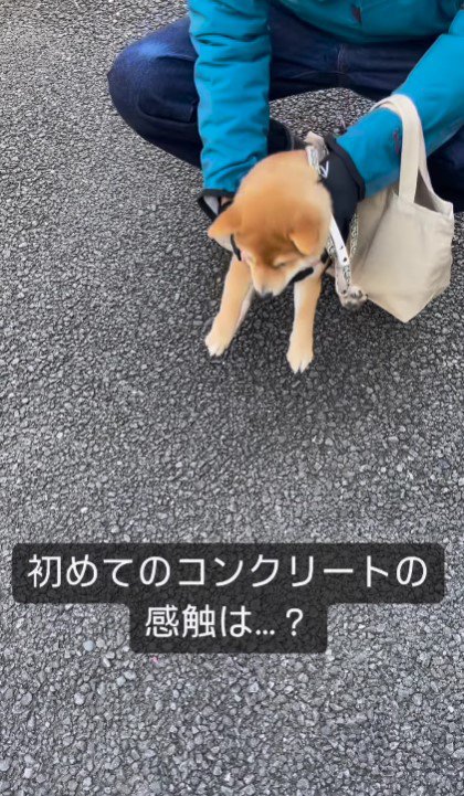 ついにお散歩デビュー♪