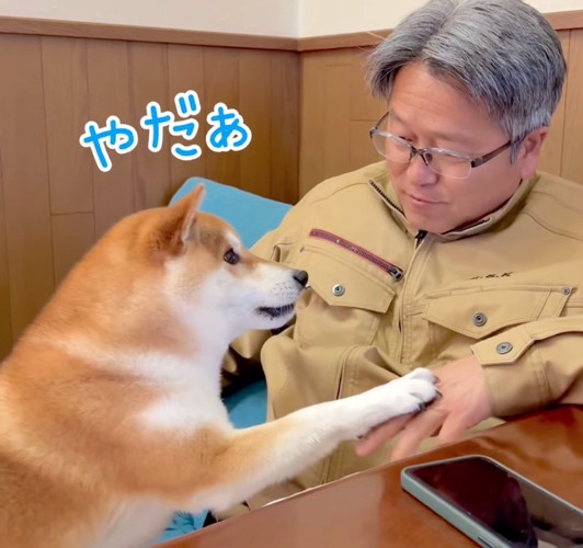 駄々をこねる柴犬