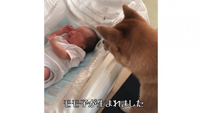 モモ子ちゃんが誕生