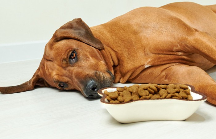 犬 ご飯食べない