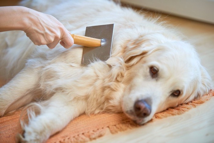 ブラッシングをしてもらう犬