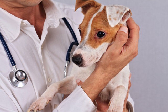 犬を抱っこしている獣医師