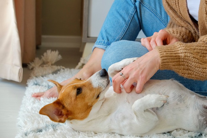 撫でてもらう犬