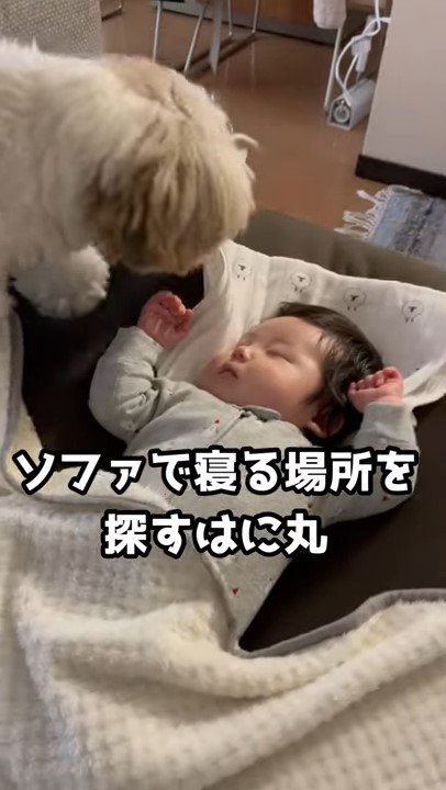 赤ちゃんに顔を近づける犬