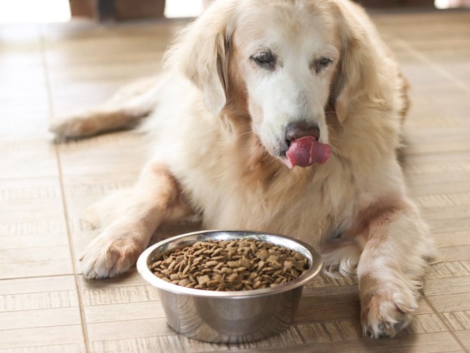 犬 ご飯食べない