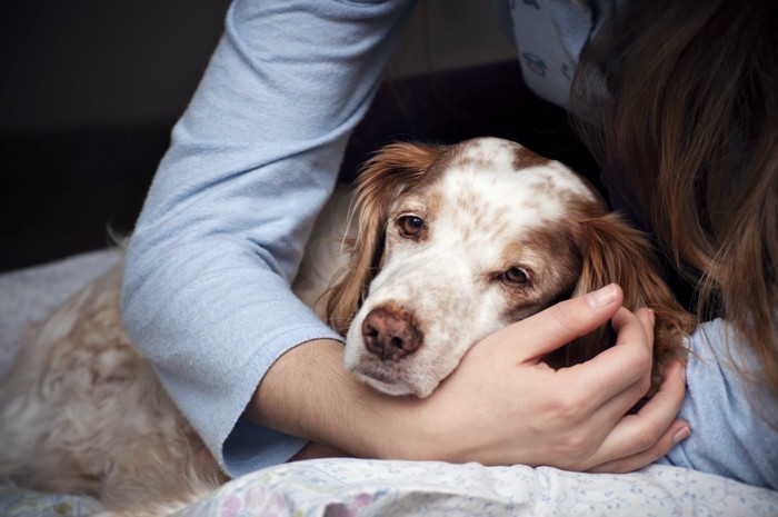 飼い主の腕の中で休んでいる犬