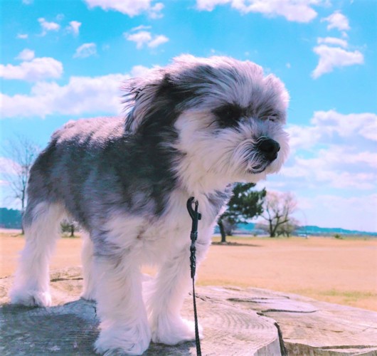 青空の下で仁王立ちの小型犬