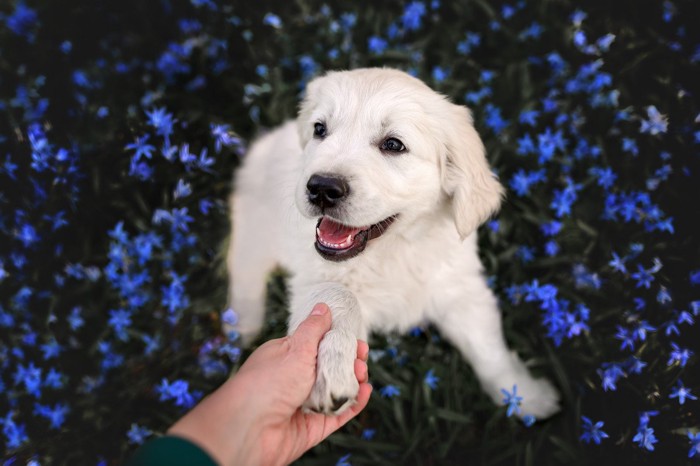 嬉しそうな犬