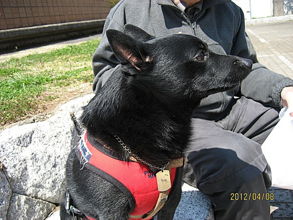 私は愛犬を信じている