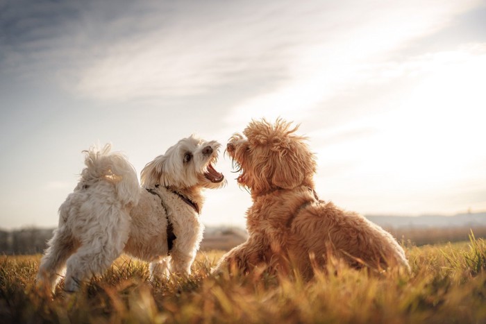 喧嘩する白と茶の犬