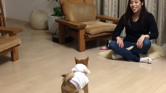 犬と胡坐の女性