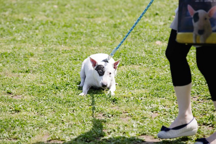 犬のリードを無理やり引っ張る人