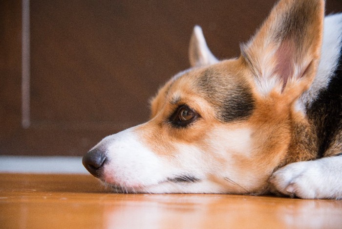 地面に伏せる犬の横顔