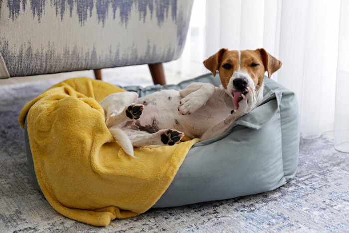 犬用ベッドで手を舐めるジャックラッセルテリア