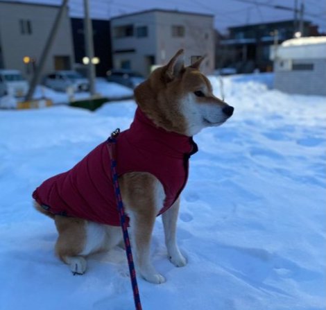 雪景色がお似合い