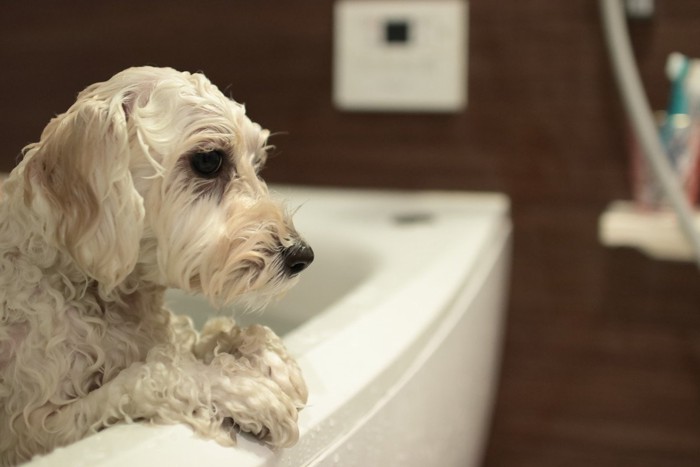 犬用入浴剤の正しい使い方