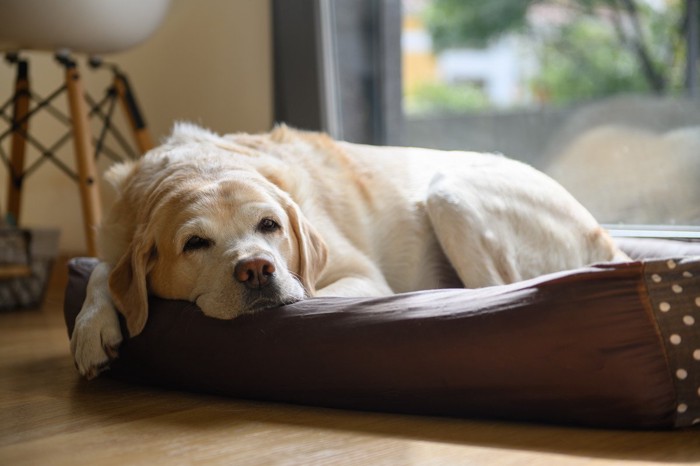 犬用ベッドで寝るラブラドールレトリバー