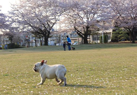 ブリーダー　ブルドンズの写真