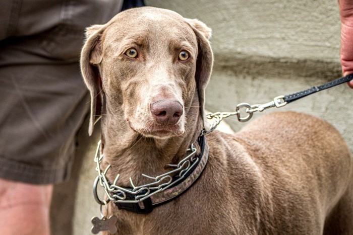 スパイクカラーを装着されている犬