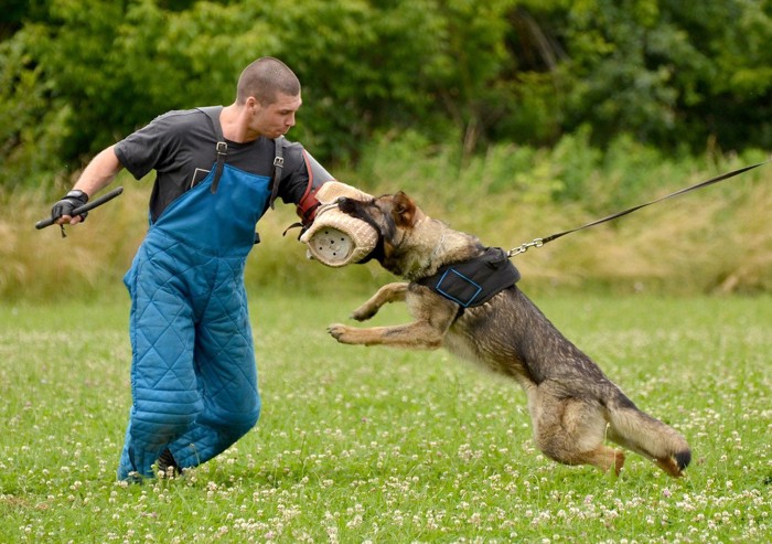 犯人を取り押さえる訓練をする犬